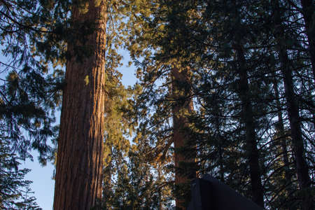 Autumnal natural landscape from Yosemite National Park, California, United Statesの写真素材