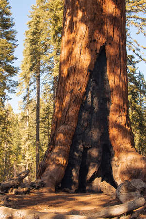 Autumnal natural landscape from Yosemite National Park, California, United Statesの写真素材