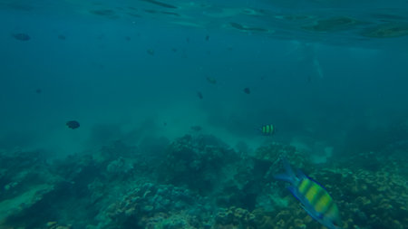 Panoramic scene under water and blue backgroundの写真素材