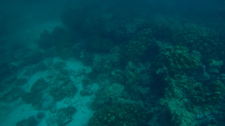 Panoramic scene under water and blue backgroundの写真素材