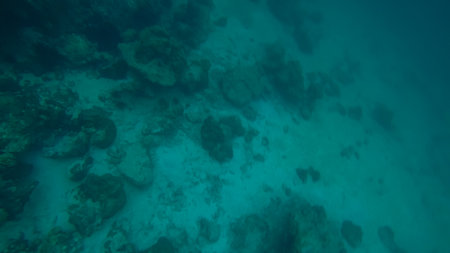 Panoramic scene under water and blue backgroundの写真素材