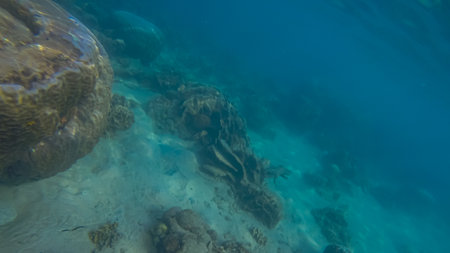 Panoramic scene under water and blue backgroundの写真素材