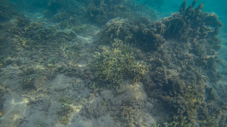 Panoramic scene under water and coral and blue backgroundの写真素材