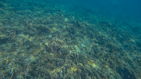 Panoramic scene under water and blue backgroundの写真素材