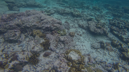 Panoramic scene under water and blue backgroundの写真素材