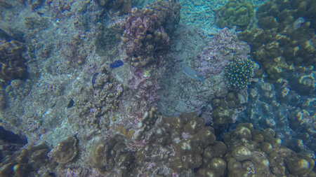 Panoramic scene under wate, coral and blue backgroundの写真素材