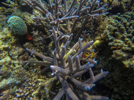 Panoramic scene under water, coral and blue backgroundの写真素材