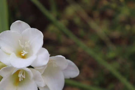 White flowers on a spring dayの写真素材