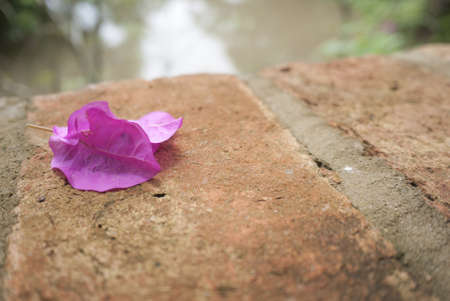 Last Pink Leafの写真素材