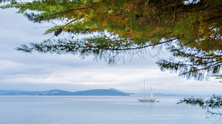 A sailboat drifts peacefully on glassy water, framed by the green boughs of a pine tree in the...