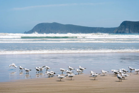 Group of seagulls on the beach with blue sky background
