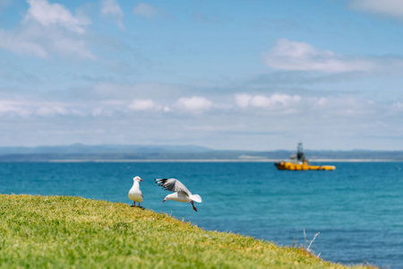 This image portrays a pair of seagulls on a grassy knoll overlooking the sea, one taking flight while the other watches. In the distance, a boat is visible on the water, and beyond it, the faint outline of land on the horizon under a blue sky with wispy clouds.の写真素材