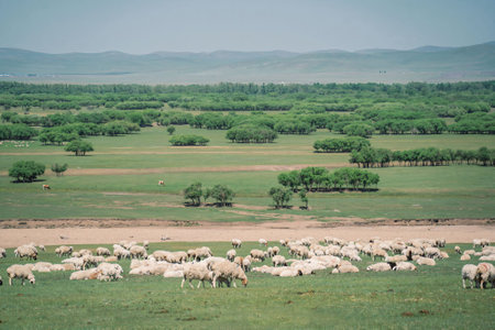 A large flock of sheep grazes on expansive, lush green plains dotted with trees.の写真素材