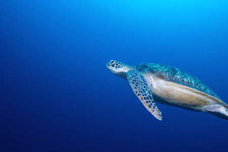 This captivating image showcases a sea turtle gliding effortlessly through the deep blue ocean.の写真素材