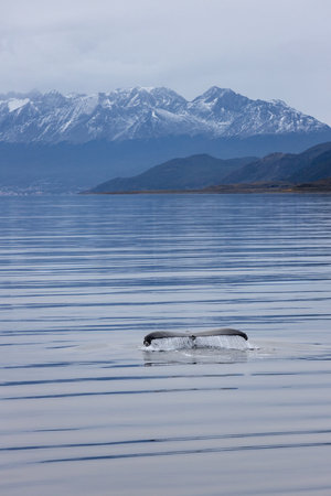 This serene image captures a whale's tail as it gracefully disappears beneath calm, glass-like waters.の写真素材