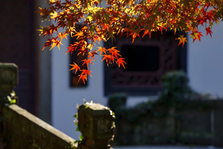 This image features vibrant red and orange maple leaves illuminated by soft sunlight, hanging above a traditional garden setting.の写真素材