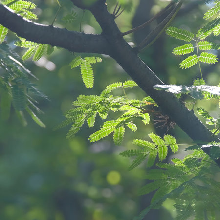 Delicate fern leaves glow in the gentle sunlight, casting intricate shadows on a tree branch, with a...