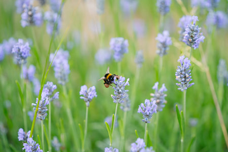 A close-up view of a bee collecting nectar from a lavender flower, surrounded by a field of blooming lavender plants. The vibrant purple flowers contrast beautifully with the lush green background, creating a serene and natural scene.の写真素材