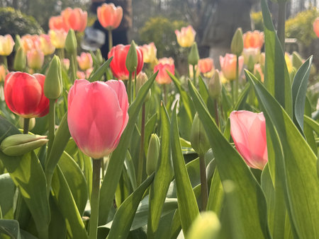 A vibrant field of tulips in full bloom, showcasing a variety of colors and lush green foliage under the sunlight.の写真素材