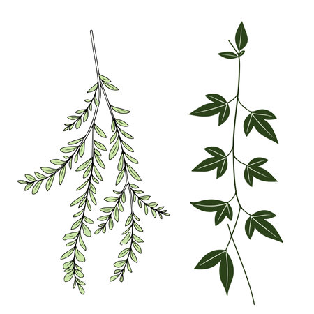 Illustration of two distinct plant branches with different leaf shapes and styles, one light green and the other dark green.のイラスト素材