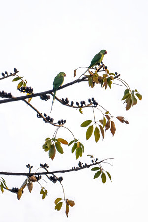Two vibrant green Rose-ringed Parakeets perched on a tree branch with leaves and buds against a bright white sky.の写真素材