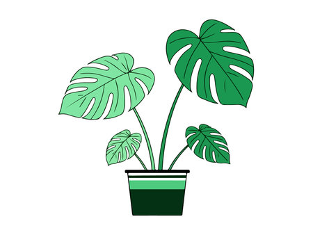 Illustration of three monstera plants with different leaf sizes and shades of green, set against a clean white background.のイラスト素材