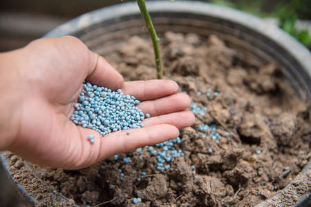 hand giving chemical fertilizer to a young plant ,vintage toneの写真素材