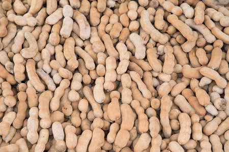 Tamarind fruitsの写真素材