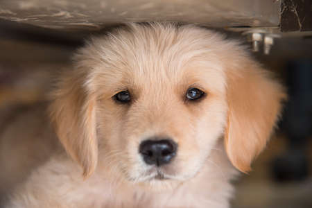 Beautiful puppy under table ,Portraitの写真素材