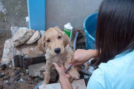Dog taking a shower in a hot summer day,out of focusの写真素材