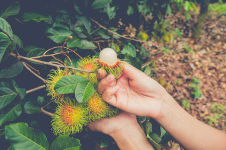 Green rambutan fruit with leaf on background.の写真素材
