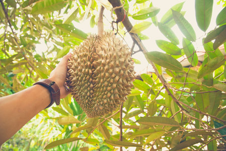 The king of fruit on the tree in thailand