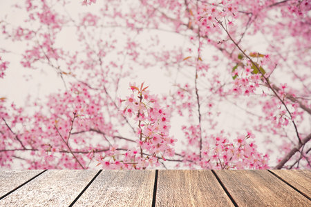 Wonderful spring cherry blossoms, pink flowers of cherry tree,Thailandの写真素材