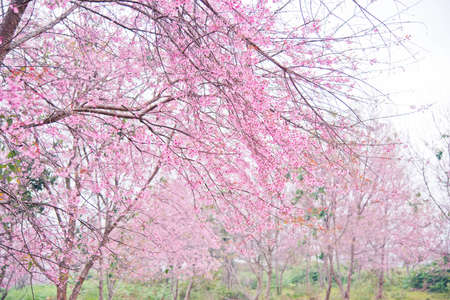Wonderful spring cherry blossoms, pink flowers of cherry tree,Thailandの写真素材