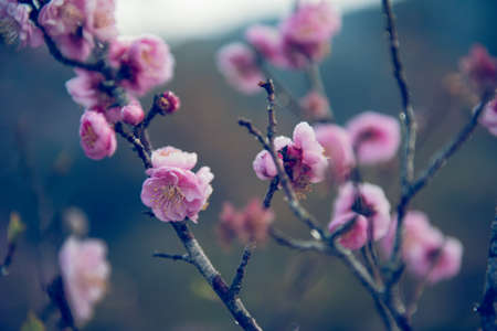 Wonderful spring cherry blossoms, pink flowers of cherry tree,Thailandの写真素材