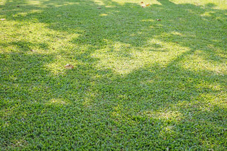 Green fieldの写真素材