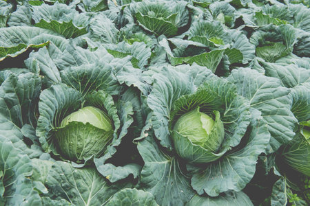 Background of fresh cabbageの写真素材