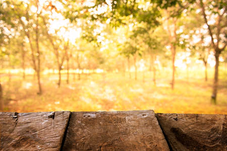 Tree view with plank floor background,bright sunshine styleの写真素材