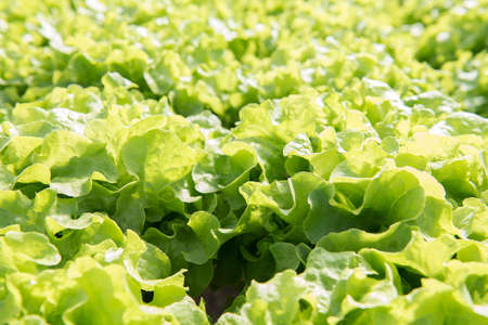 Lettuce,hydroponic vegetable farmの写真素材