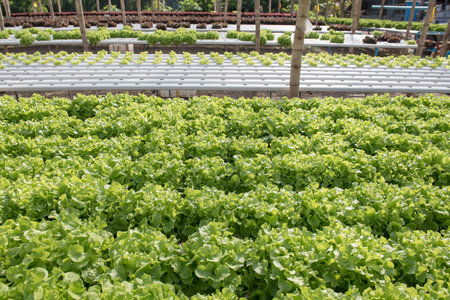 Lettuce,hydroponic vegetable farm