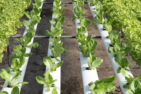 Lettuce,hydroponic vegetable farmの写真素材