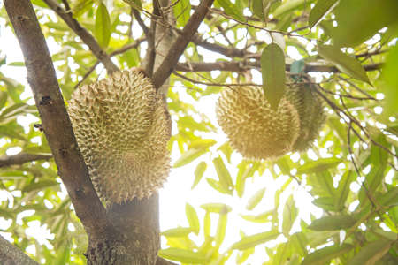 Durian tree, King of fruitsの写真素材