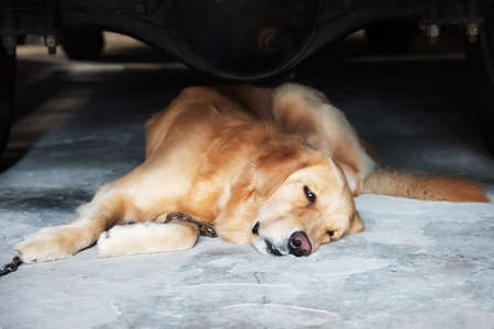 Dog lying under the carの写真素材