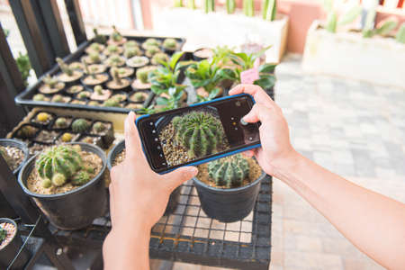 Hand holding smartphone and taking photo beautiful small cactusの写真素材