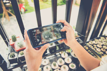 Hand holding smartphone and taking photo beautiful small cactusの写真素材
