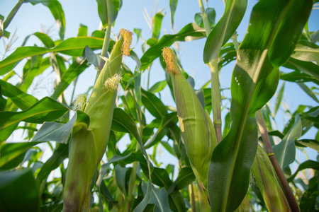 Corn in the field,waxy cornの写真素材