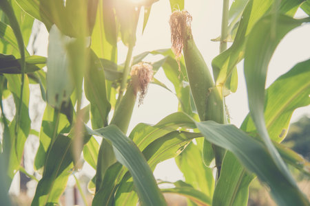 Corn in the field,waxy cornの写真素材