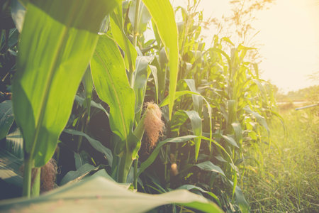 Corn field in the morning .の写真素材