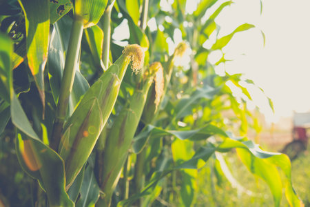 Corn field in the morning .の写真素材
