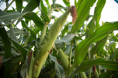 Corn cob in organic corn field.
